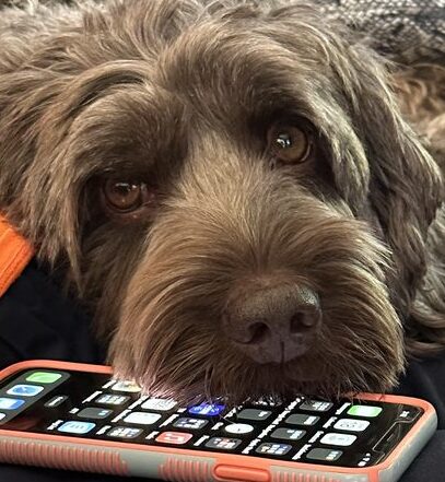 dog laying on an iPhone